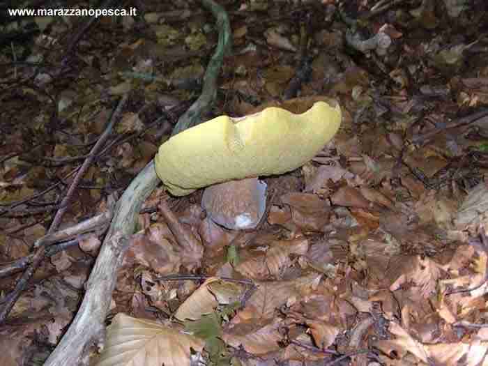  Image name: 119 Porcino.jpg 
 width: 700 pixel 
 height: 525 pixel 
 Size: 28634 bytes 
 Click to enlarge 